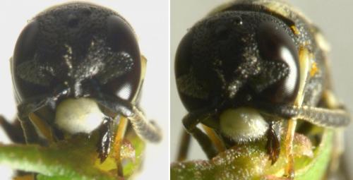 Réf. 217 920 : Microdynerus timidus